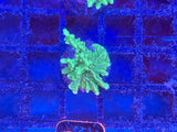 Green Hirsuta Montipora Coral