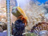 Halloween Hermit Crab