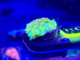 ECC Hydnophora Coral Frag