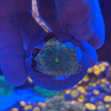 Neglecta Mushroom