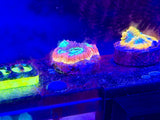 ECC Rainbow Rim Favia Coral Frag