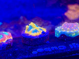 ECC Yellow Submarine Favia Coral Frag