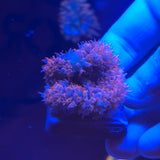 Red St. Thomas Mushroom