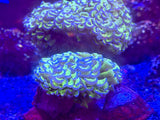 Green Wall Hammer Coral