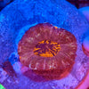 Red Scolymia