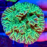 Mirulina Coral