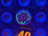 ECC Silent Night Favites Coral Frag