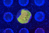 ECC Shattered Light Leptoseris Coral Frag