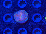 ECC Hypershock Acan Echinata Coral Frag