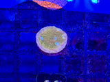 ECC Orange Sherbert Chalice Coral Frag