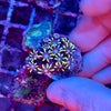 Green Star Polyp (GSP)