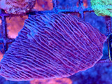 Blue Polyp Purple Plating Monitpora Coral