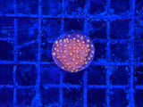 Peppermint Cyphastrea Coral Frag