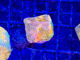 Mummy Eye Chalice Coral