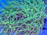 Pink Tip Green Torch Coral