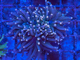 Pink Tip Purple Torch Coral