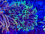 Black Torch Coral
