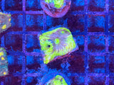 Blue and Green Mycedium Chalice Coral Frag