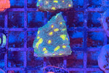 Lemon Eye Chalice Coral