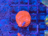 Ultra Red Chalice Coral