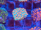 Meteor Shower Cyphastrea Coral Frag