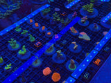 Assorted ECC Aquacultured Frags