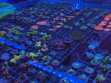 Assorted Premium Acropora