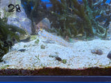 Diamond Watchman Goby
