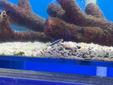 Neon Blue Cleaner Goby