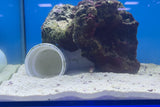 Bicolor Blenny