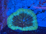 Mini-Maxi Carpet Anemone