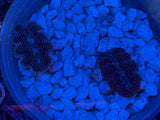 Blue Crocea Clam, 1st Grade