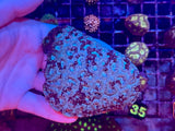 Multicolor Favia