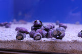Margarita Snail