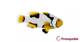 Premium Onyx Picasso Percula Clownfish - Aquacultured