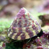 Banded Trochus Snail