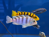 Kenyi Cichlid (Maylandia lombardoi)