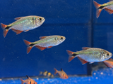 Buenos Aires Tetra
