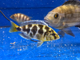 Assorted Cichlid (Pseudotropheus crabro)