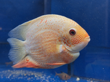 Gold Red Streak Severum