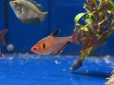 Serpae Tetra
