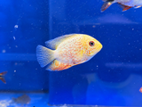 Gold Red Streak Severum