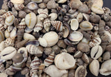 Cup of Shells
