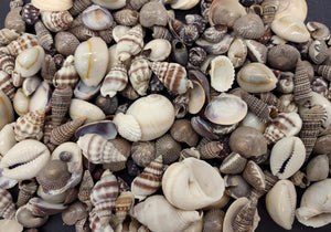 Cup of Shells