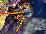 Peacock Mantis Shrimp