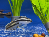 Kribensis Cichlid (Pelvicachromis pulcher)