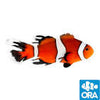 ORA Aquacultured Clownfish