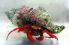 Hermit Crab