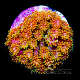 ECC Sunflower Short Polyp Goniopora
