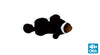 ORA Aquacultured Clownfish